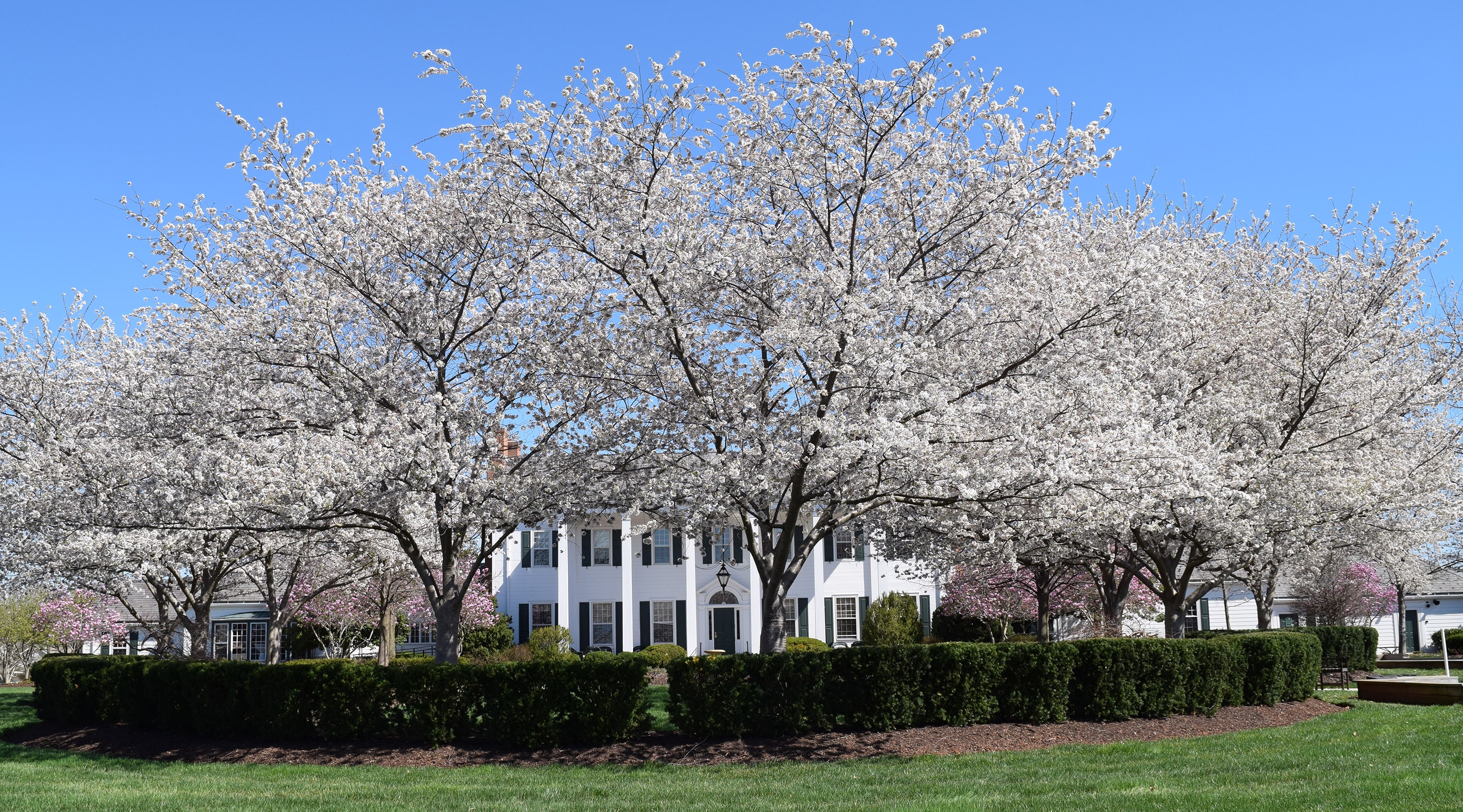 The Marsh Mansion framed by white spring blossoms and manicured lawns